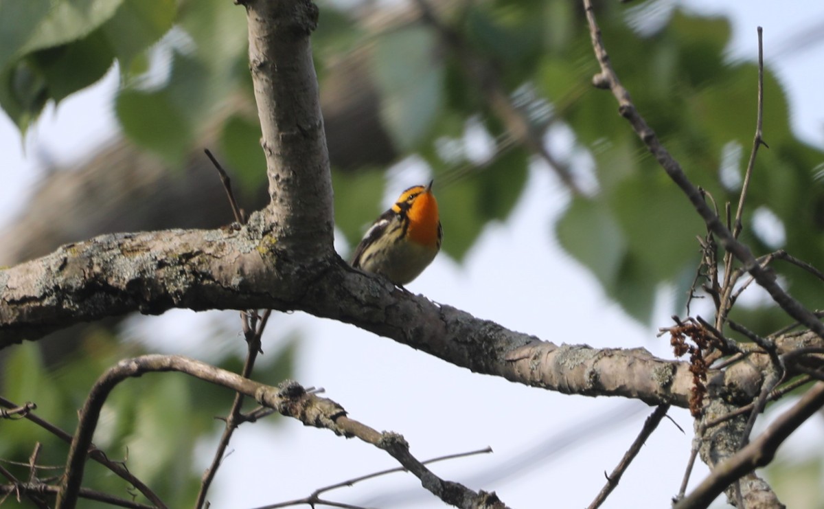 Blackburnian Warbler - "Chia" Cory Chiappone ⚡️