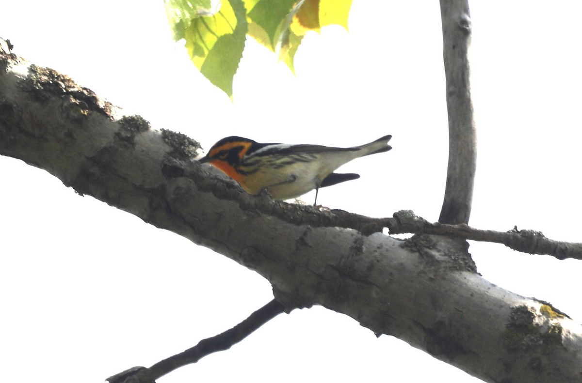 Blackburnian Warbler - "Chia" Cory Chiappone ⚡️