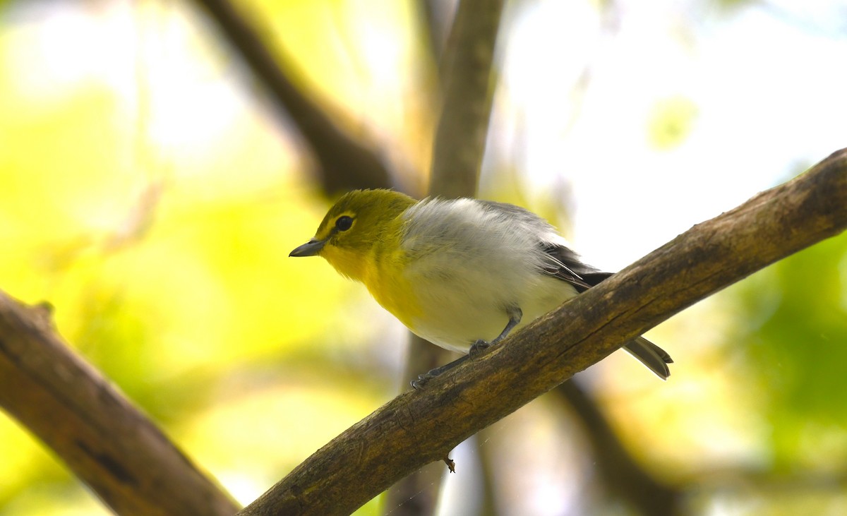 Yellow-throated Vireo - Ted Bradford