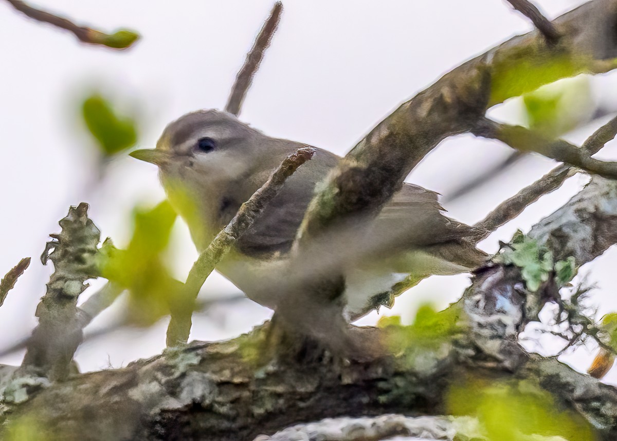 Warbling Vireo - Clark Johnson