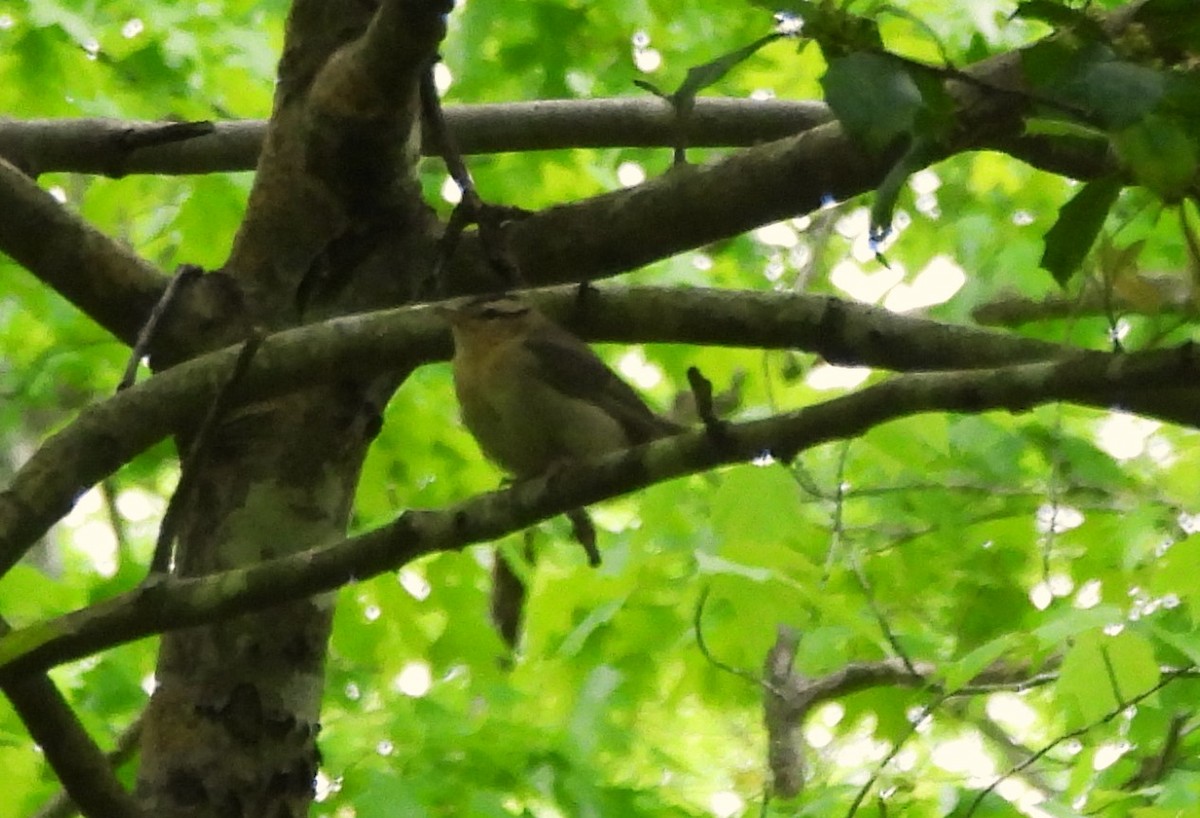 Worm-eating Warbler - ML619194903