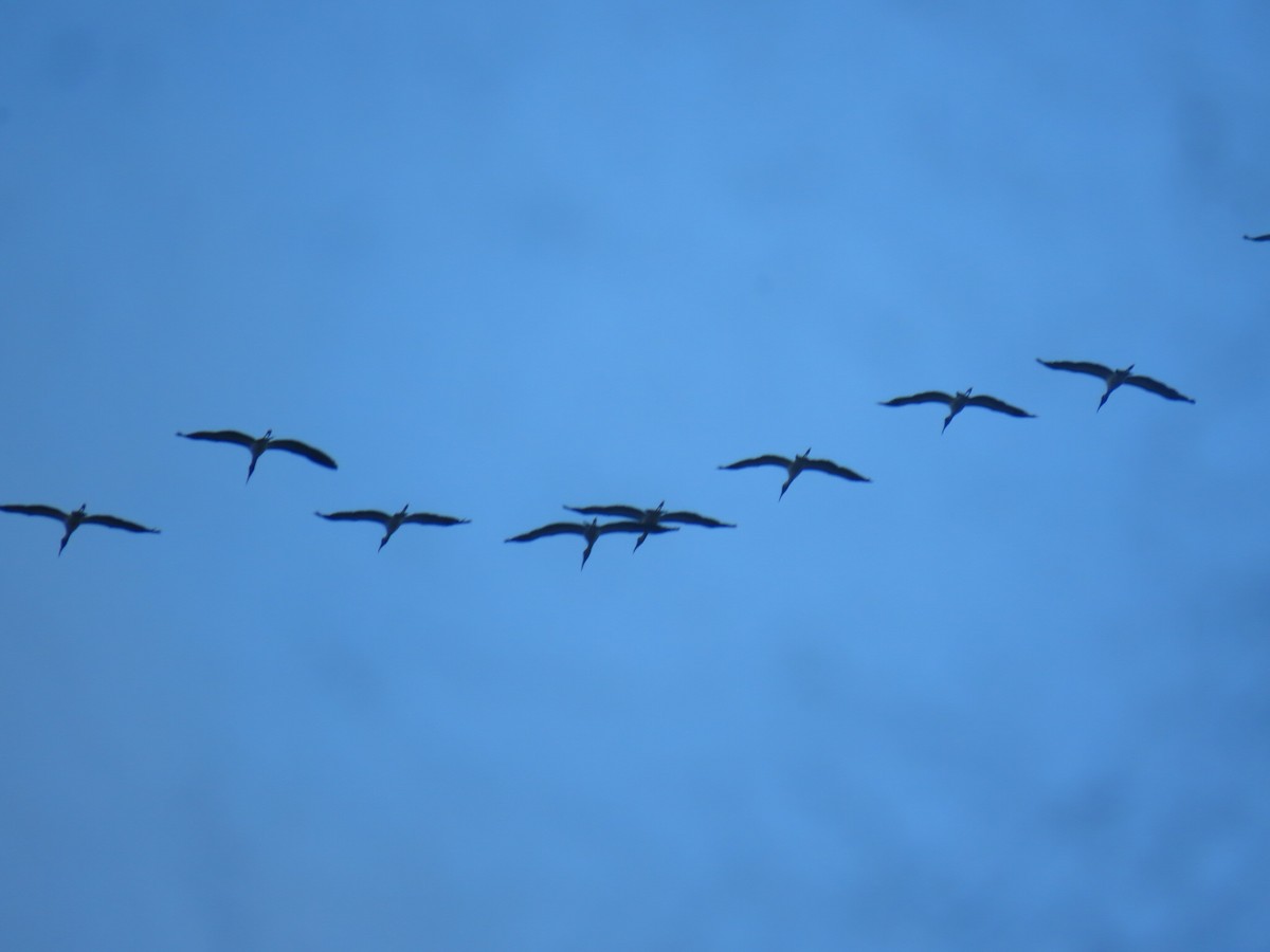 Wood Stork - Alanys M