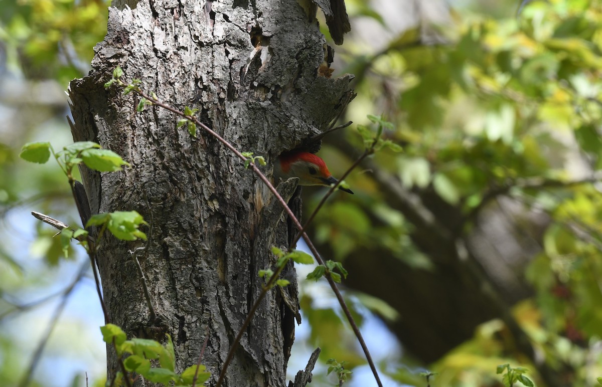 Red-bellied Woodpecker - Ted Bradford