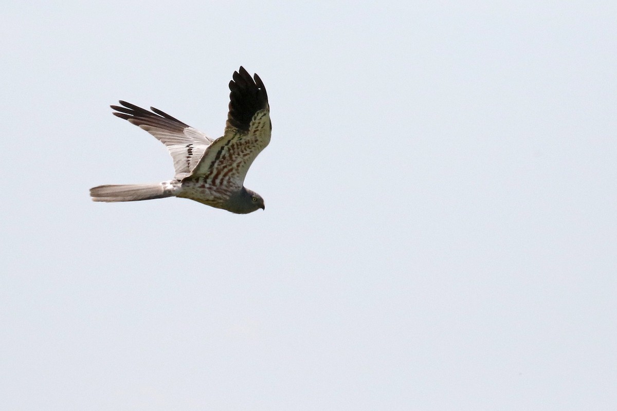 Montagu's Harrier - Stu Elsom