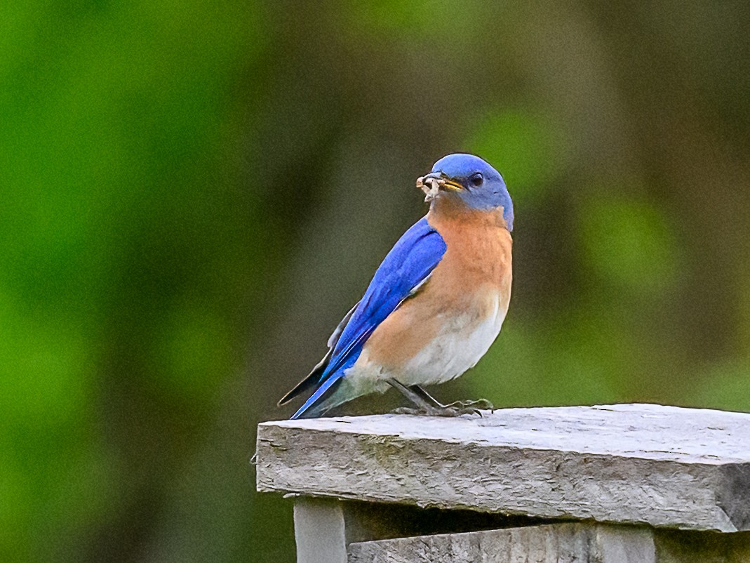 Eastern Bluebird - Clark Johnson