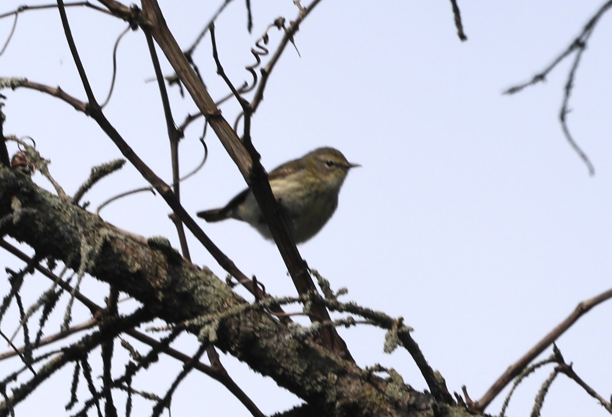 Cape May Warbler - "Chia" Cory Chiappone ⚡️