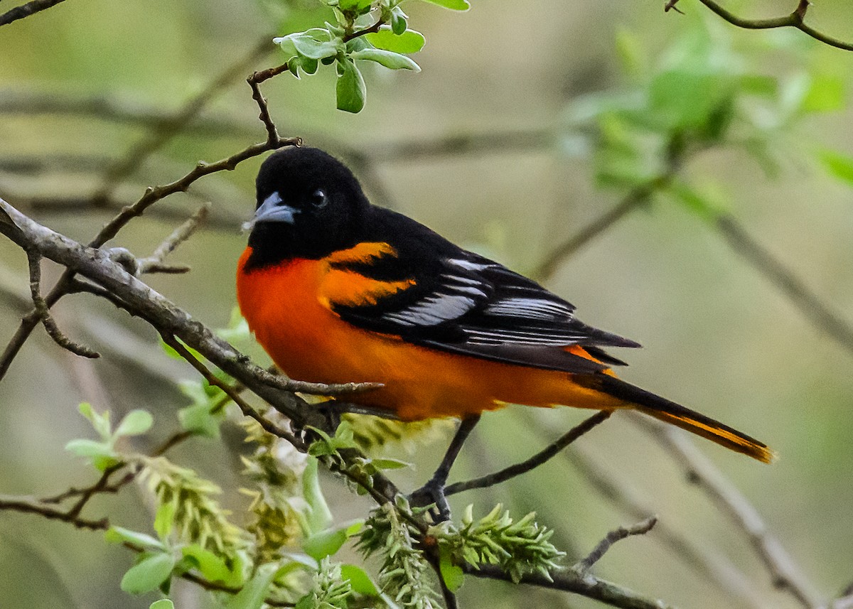 Baltimore Oriole - ML619194940