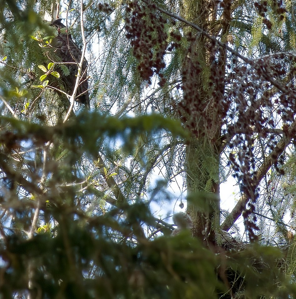 Great Horned Owl - Neil Dawe