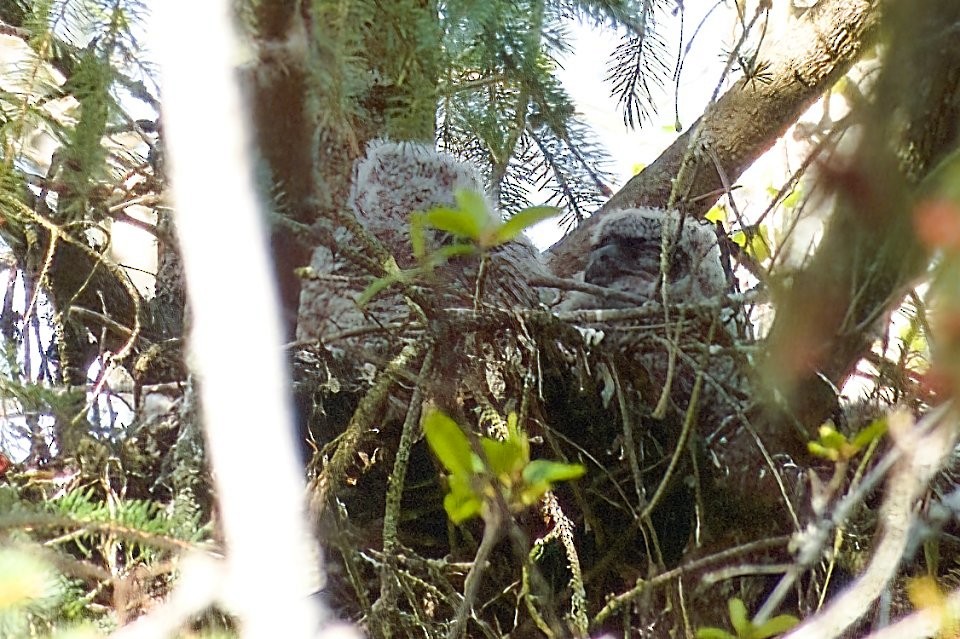 Great Horned Owl - Neil Dawe