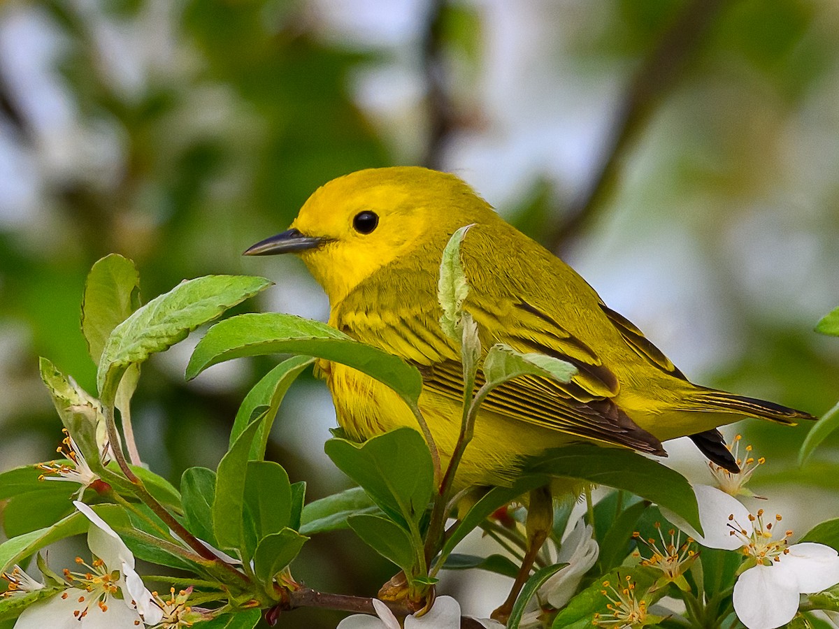 Yellow Warbler - Clark Johnson