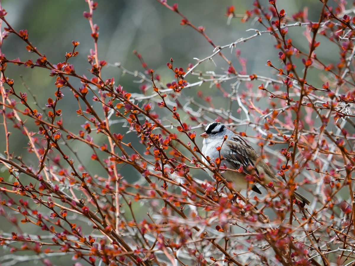 White-crowned Sparrow - Emma Côté
