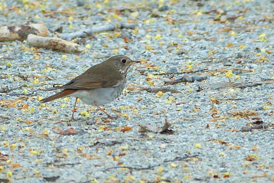 Hermit Thrush - ML619194962