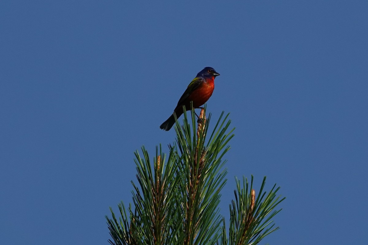 Painted Bunting - Mark Kamprath