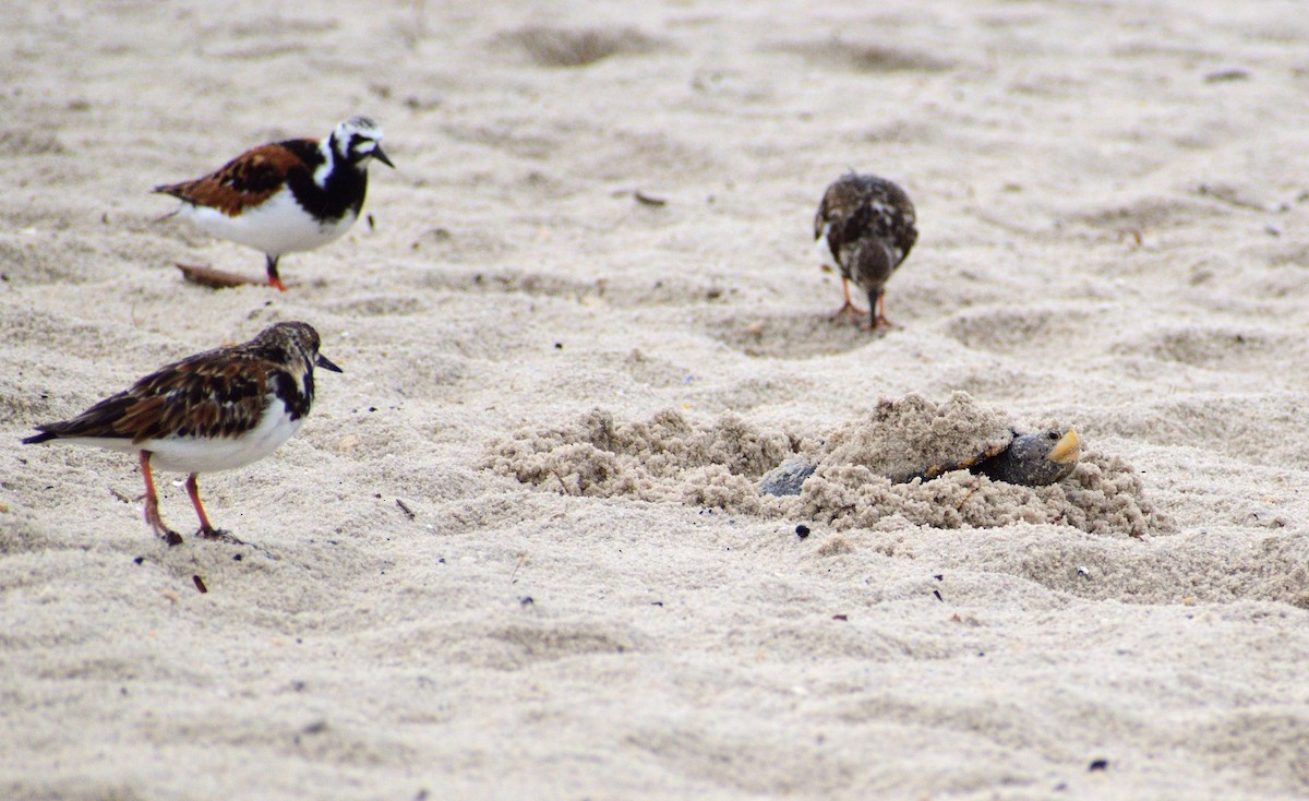 Ruddy Turnstone - ML619194966