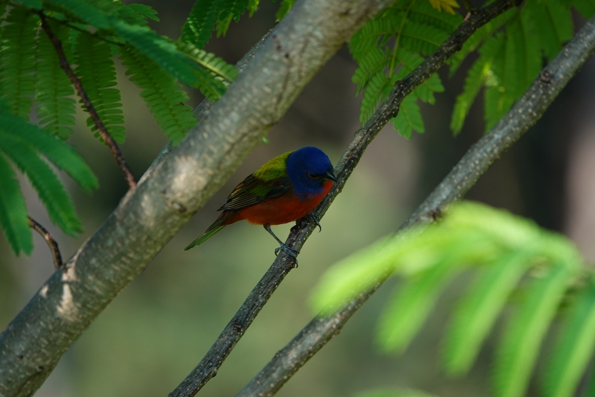 Painted Bunting - Mark Kamprath