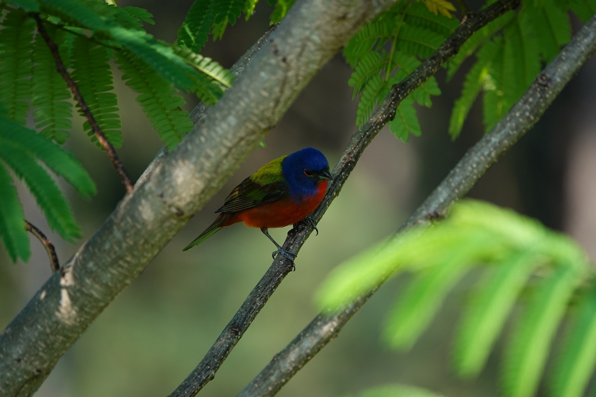 Painted Bunting - Mark Kamprath