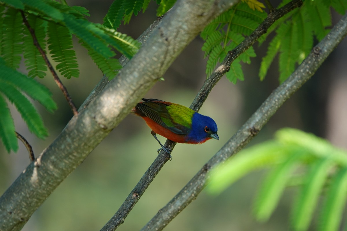 Painted Bunting - Mark Kamprath