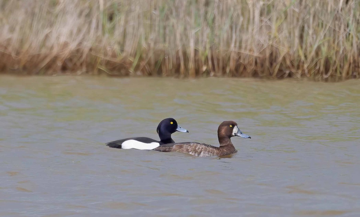 Greater Scaup - John Hewitt