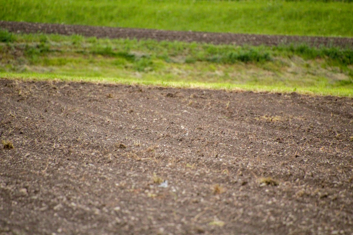 Fieldfare - Guillaume Calcagni