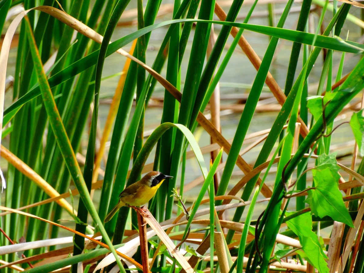 Common Yellowthroat - ML619194999