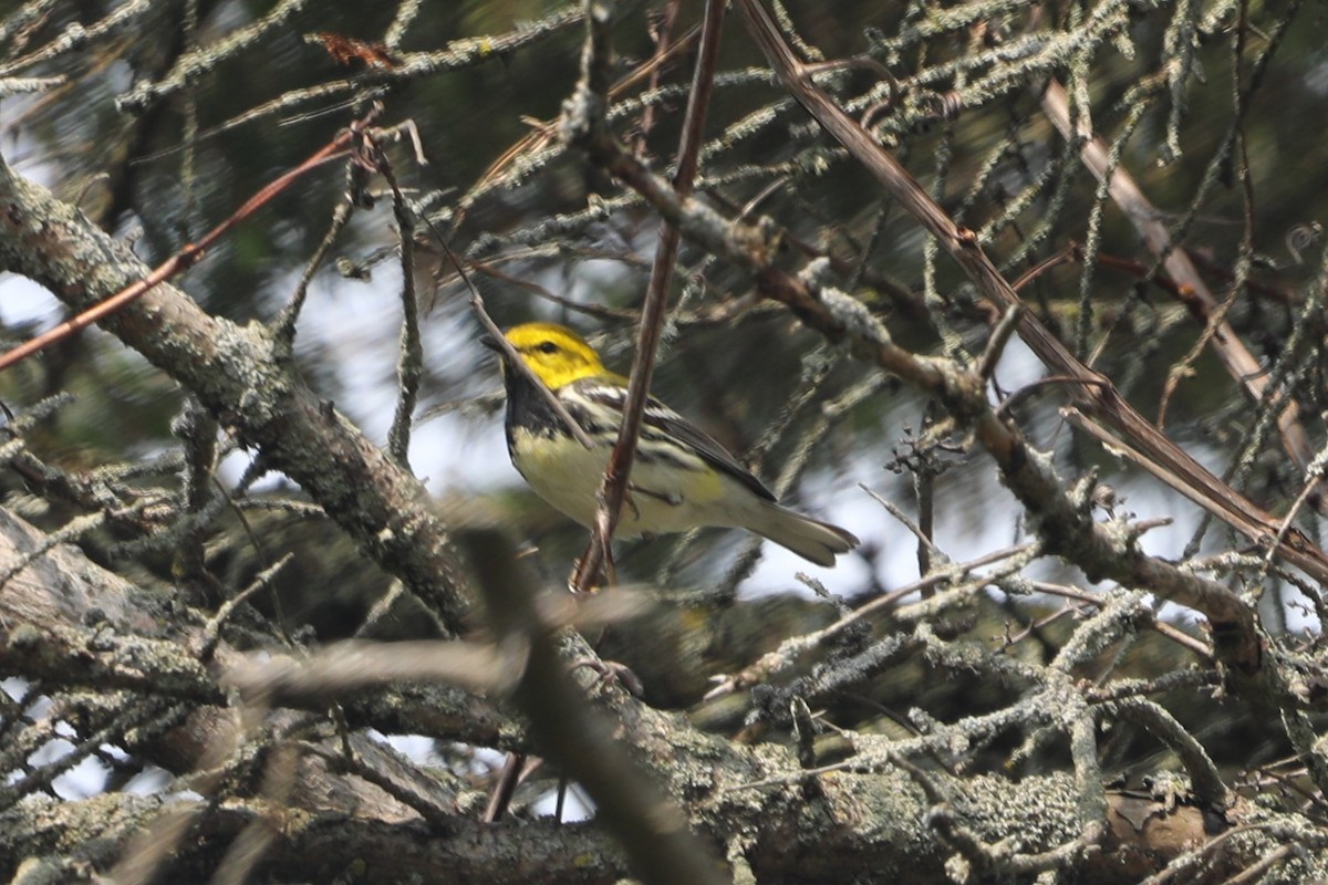 Black-throated Green Warbler - "Chia" Cory Chiappone ⚡️