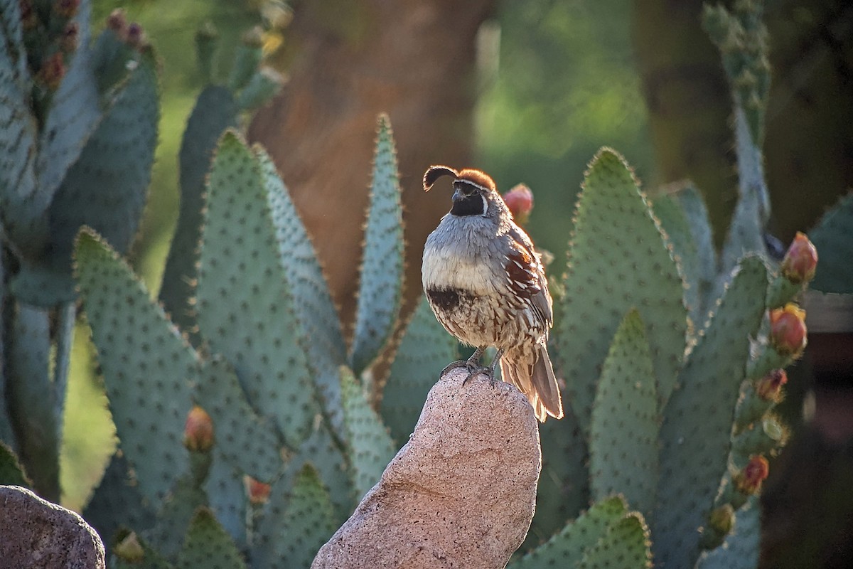 Gambel's Quail - Richard Fray