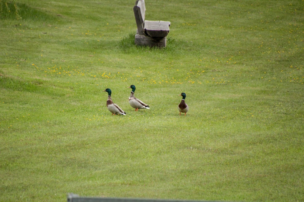 Mallard - Guillaume Calcagni