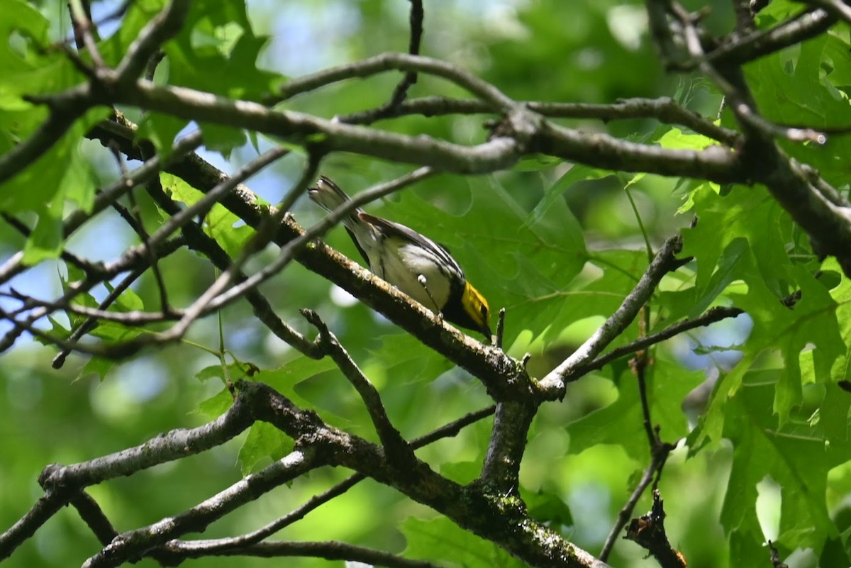 Black-throated Green Warbler - Skylar Carson-Reynolds