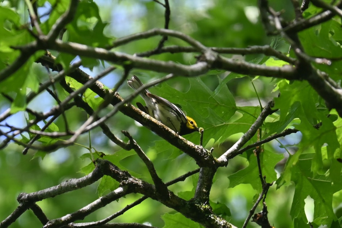 Black-throated Green Warbler - Skylar Carson-Reynolds