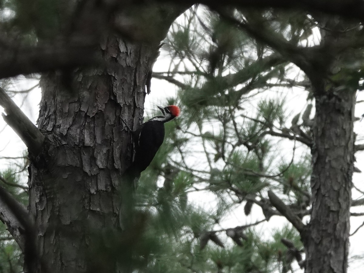 Pileated Woodpecker - Charlie Spencer