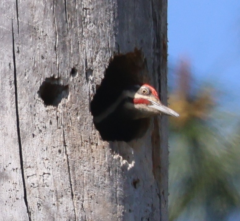 Pileated Woodpecker - Jim Parker