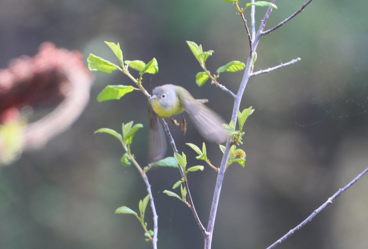 Nashville Warbler - "Chia" Cory Chiappone ⚡️