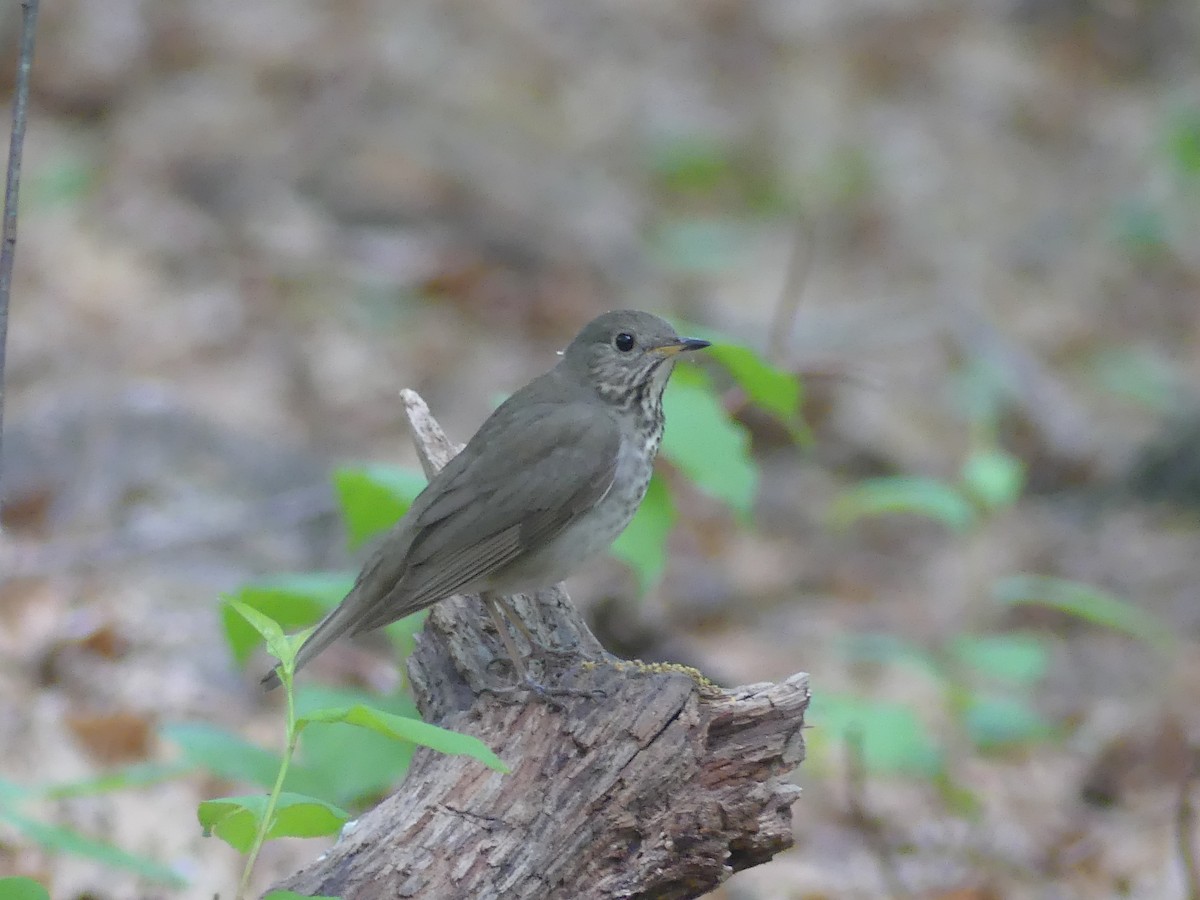 Gray-cheeked Thrush - Anonymous