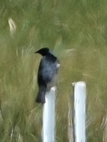 Tricolored Blackbird - Lori Bellis