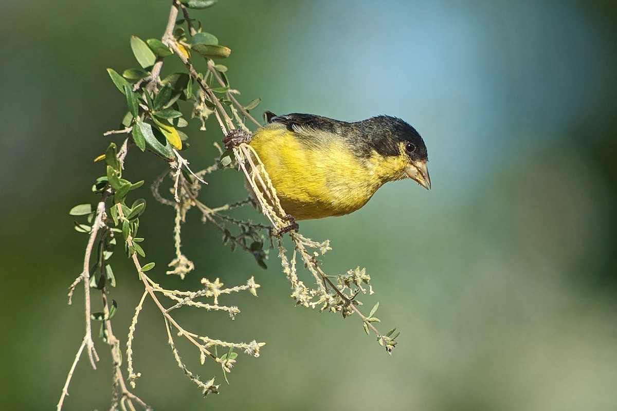 Lesser Goldfinch - Richard Fray