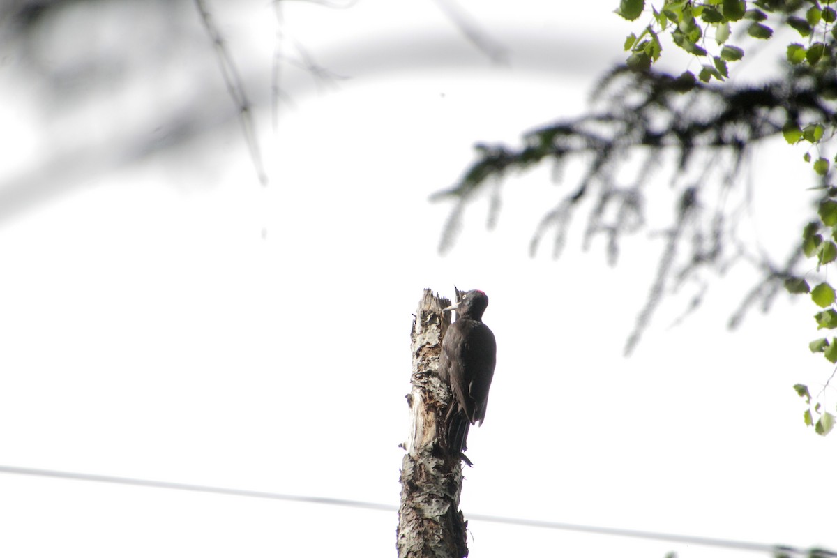 Black Woodpecker - Guillaume Calcagni