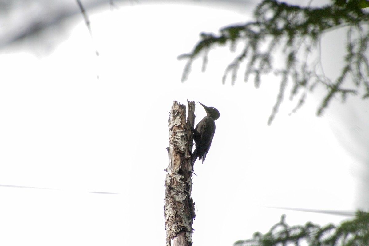 Black Woodpecker - Guillaume Calcagni