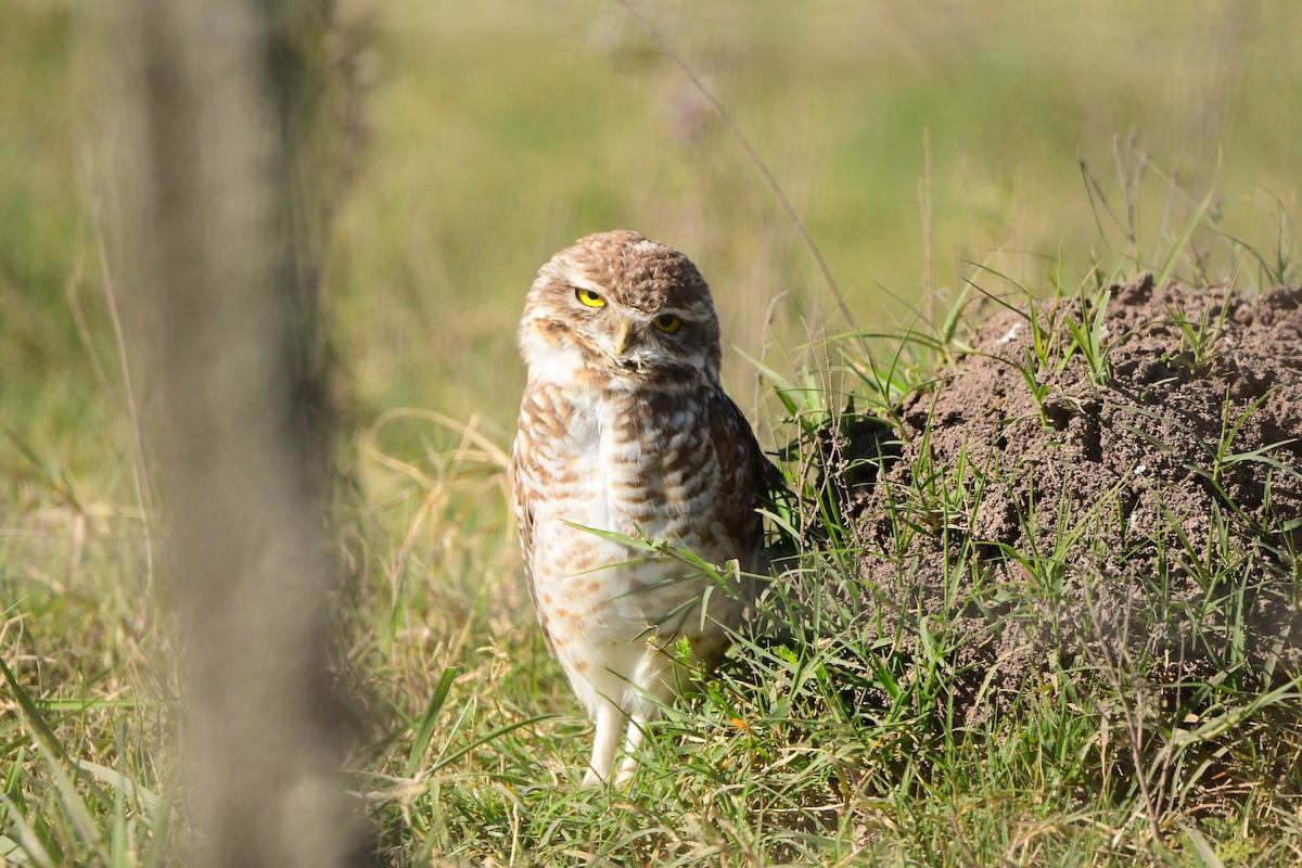 Burrowing Owl - Mario Jorge Baró