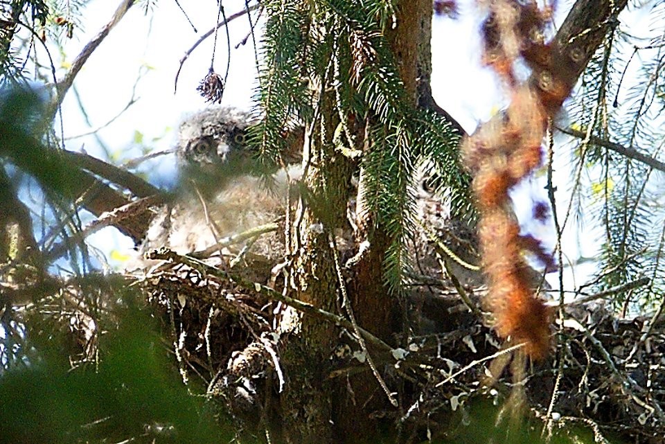 Great Horned Owl - Neil Dawe