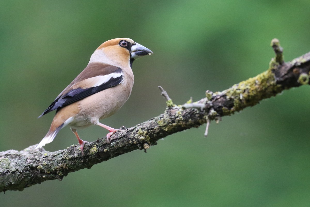 Hawfinch - Stu Elsom