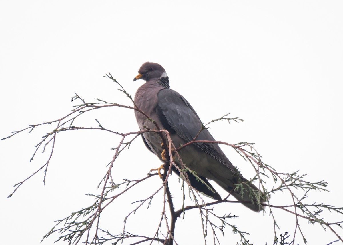 Band-tailed Pigeon - Daniel Mérida