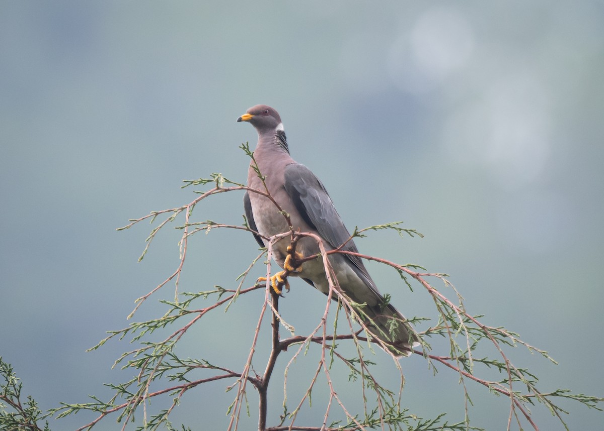 Band-tailed Pigeon - Daniel Mérida
