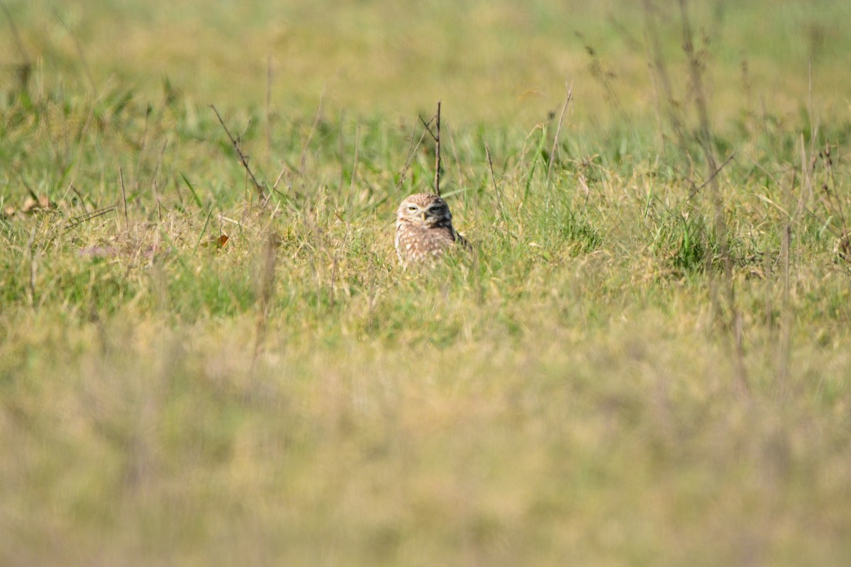 Burrowing Owl - Mario Jorge Baró