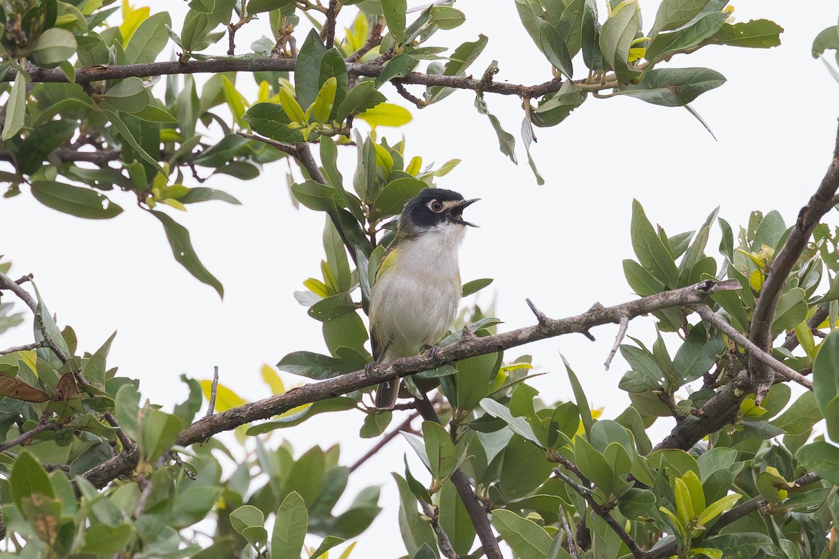 Black-capped Vireo - Elliott Ress