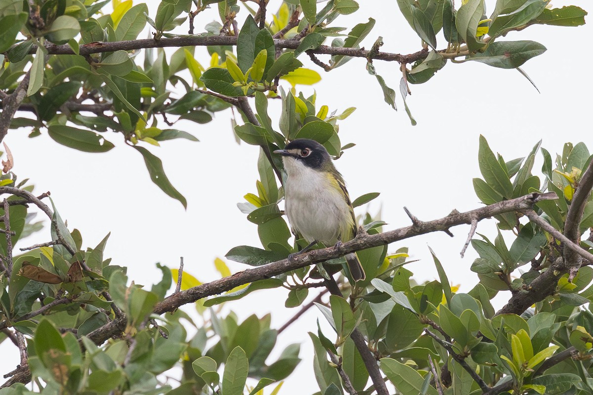 Black-capped Vireo - Elliott Ress