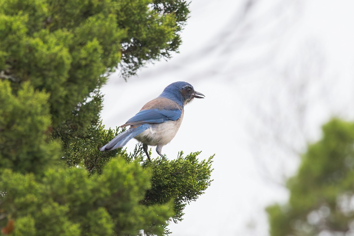 Woodhouse's Scrub-Jay - ML619195125