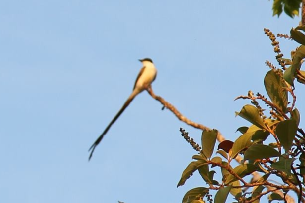 Fork-tailed Flycatcher - Richard Hudson