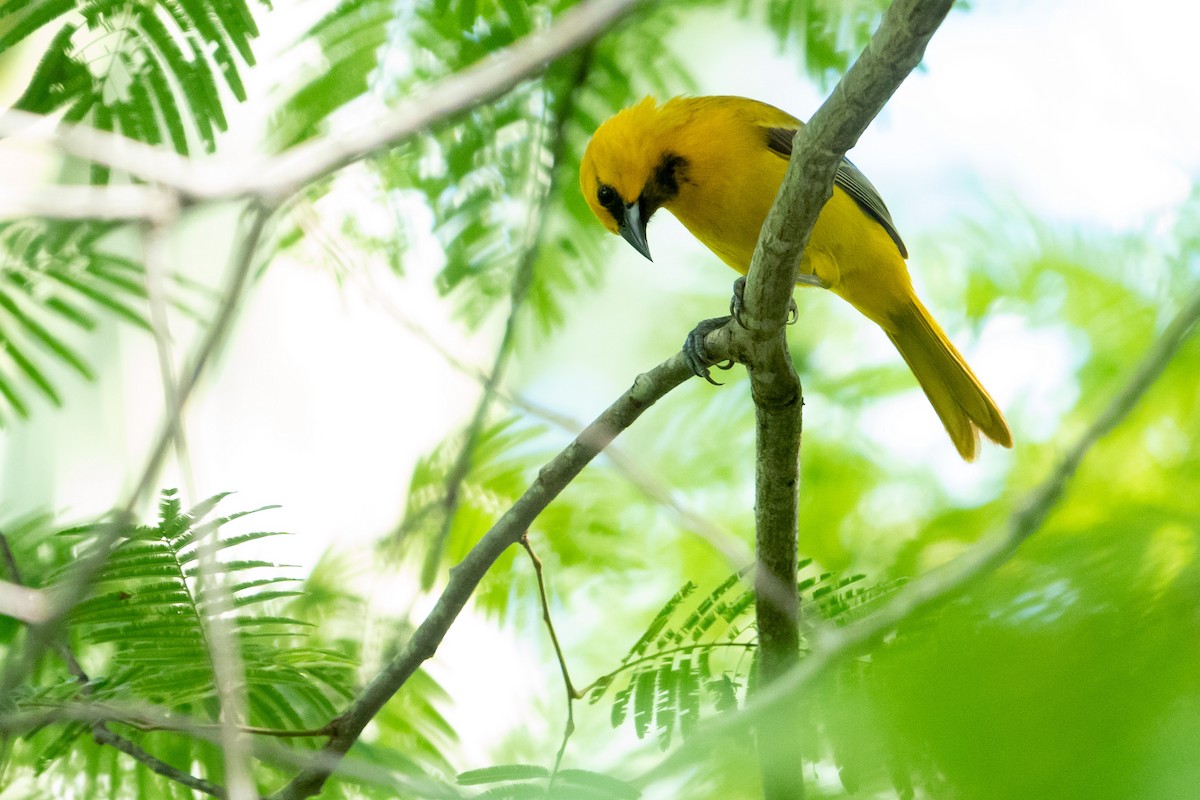 Yellow Oriole - ML619195142