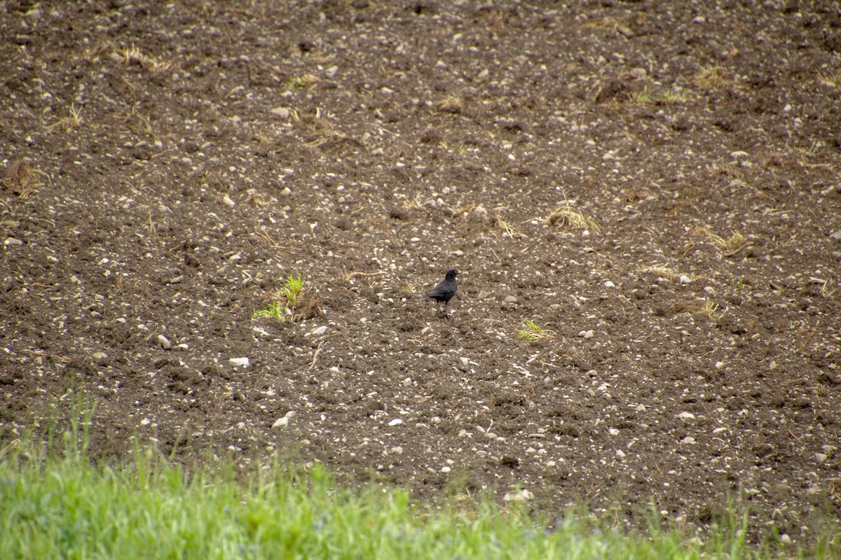 Eurasian Blackbird - Guillaume Calcagni