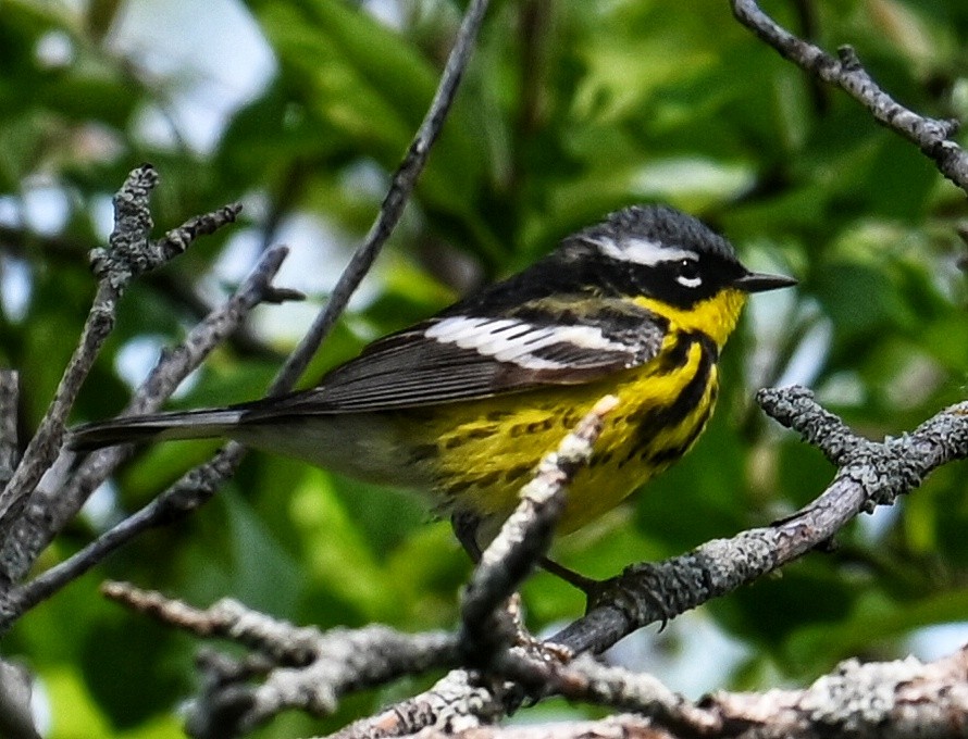 Magnolia Warbler - Lisa Draper